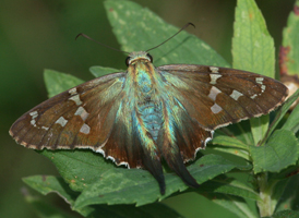 Long-tailed Skipper